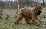 BRIARD 273